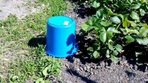 вид однолетнего куста клубники королева елизавета