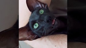 Черный Ориентал #shorts