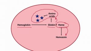 USMLE RX - 7.Микробиология - 1.Антимикробные средства - 34.Хлорохин