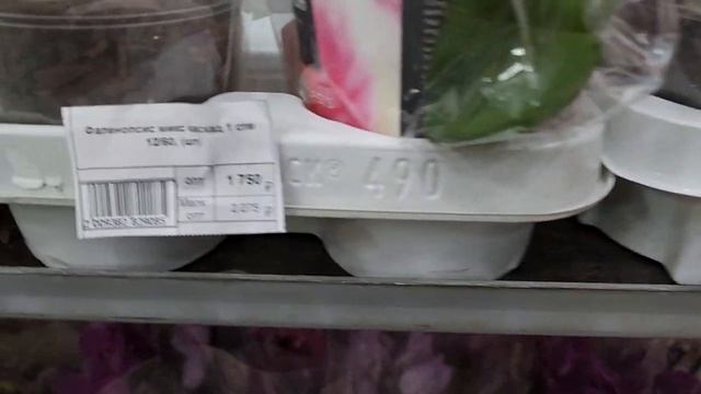 ФЛОРЭВИЛЬ:потрясающие ОРХИДЕИ!Москва. смотреть онлайн