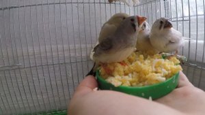 Кормление амадин (птенцы 2017)