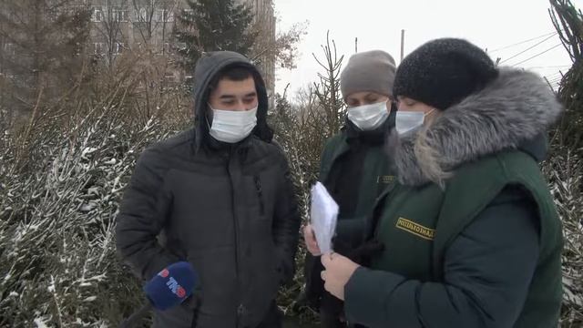 Новогодняя елка: как выбрать главный атрибут праздника