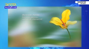 Основы селекции  Методы селекции растений и животных