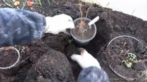Зимовка мультифлоры и гортензии в теплице.