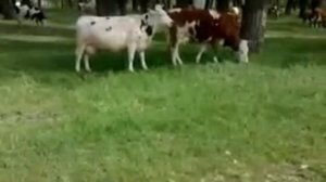 коровы лизбиянки)))