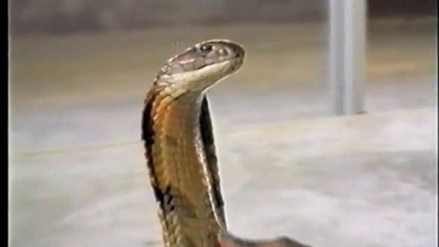 #15. ГИС-Туризм. Куала-Лумпур, Малайзия смотреть онлайн