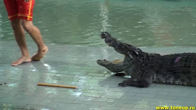 Тайланд, Паттайя, шоу с крокодилами смотреть онлайн