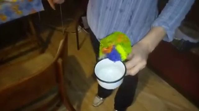 Очень смешной попугай. смотреть онлайн