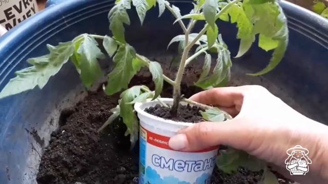 Монгольский Карлик в рассаде. смотреть онлайн