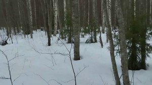 март 2024 (1)Прогулка, нагонка гончей.