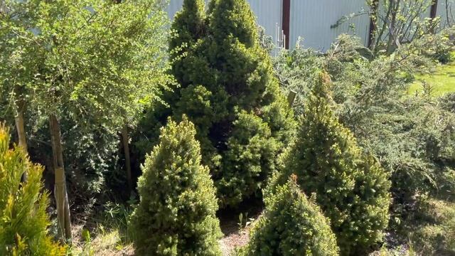 Моя любимая дача 21 мая 2022❤️Покосила участок. Тюльпаны?Петунии?Хвойные ❤️ смотреть онлайн