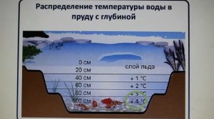 Физика 8 кл(2019г)Пер §4 Упр 3 № 3.Почему вода не замерзает под толстым слоем льда ?