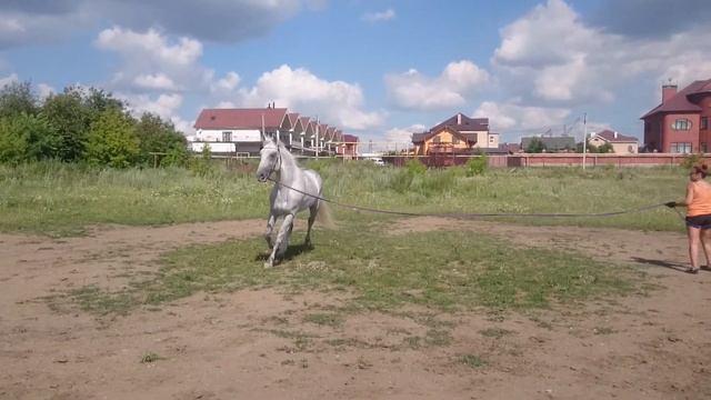 Летучий Голландец. Орловский жеребец 6 лет смотреть онлайн