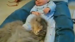 Младенец избил кота