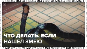 "Безопасный город": москвичам рассказали о правилах поведения при встрече со змеей — Москва 24