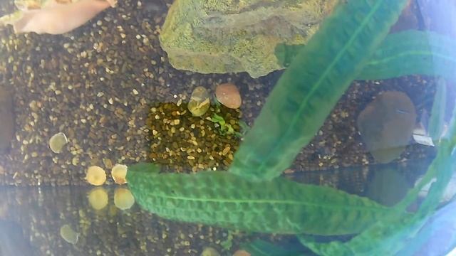 Макрогнатус смотреть онлайн