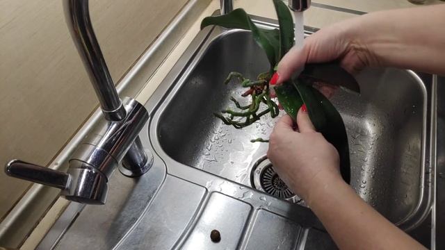 15.02.22.ОРХИДЕЯ Андорра..пересадка смотреть онлайн