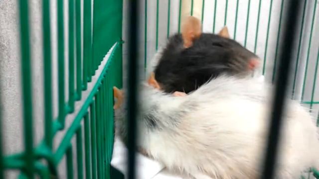 Вот какой усердный массажист))) смотреть онлайн