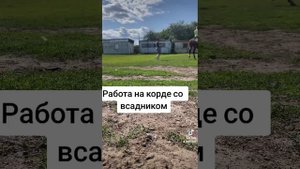обучение молодой лошади. всё про лошадей.