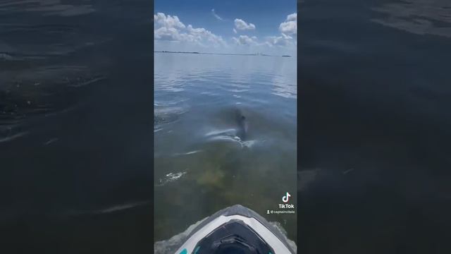 Jet Ski Tour w/ dolphins up close.