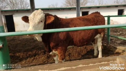 Букаи фуруши! Парода сементал