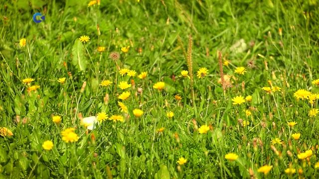 ЦВЕТЫ | Тайны карельского леса смотреть онлайн