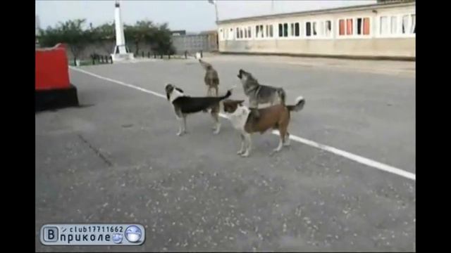 В России жить по-собачьи выть смотреть онлайн