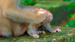 Omg.! Tiny Baby Leo | Cute baby monkey | Pet monkey | Monkey rainbow | Angkor National Park
