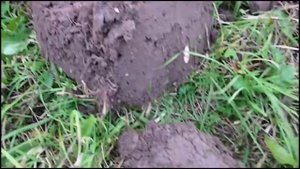 Коп монет в Архангельской области.