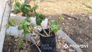 РОЗА САНТА БАРБАРА В МОЁМ САДУ...