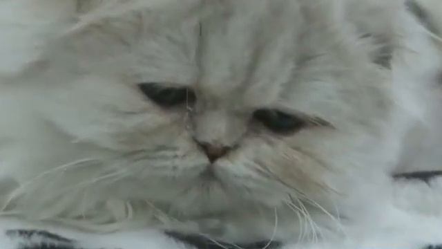 Международная выставка кошек в Ярославле