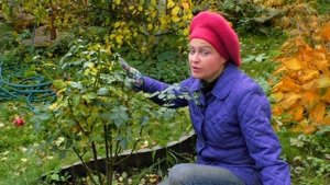 Что делать с розами в октябре. Как правильно обрезать розы, как белить розы, как просушить розы.