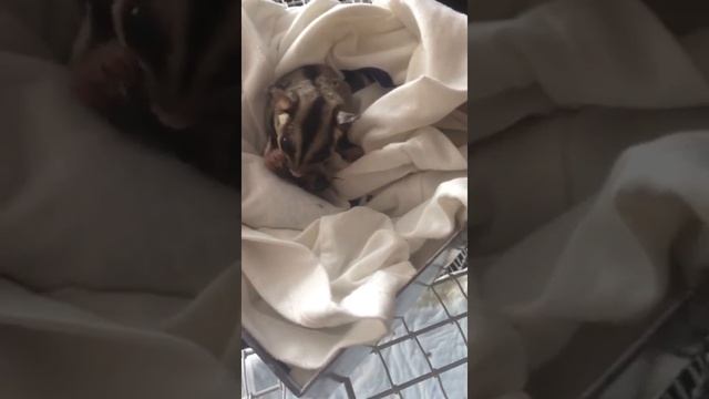 Кормление сахарного поссума аргентинскими тараканами моего разведения. (04.03.2018) смотреть онлайн