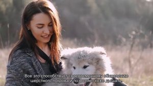 Почему собака чешется?