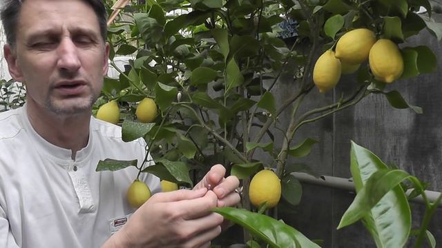 Citrus limon "Femminello Carrubaro" лимон "Фемминелло Каррубаро" смотреть онлайн