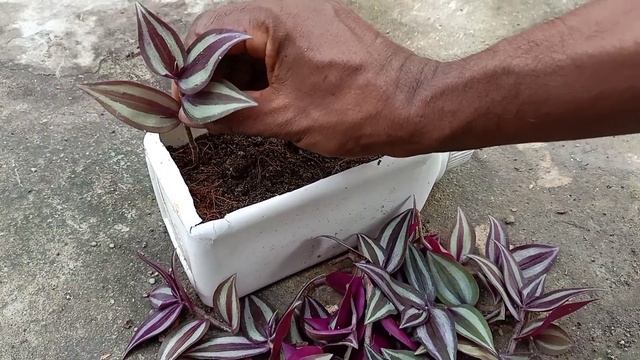 How To Propagate/Grow Wandering Jew/Tradescantia Zebrina Plant Using Stem Cutting смотреть онлайн