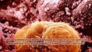 Познай себя: 15 захватывающих фото человеческих органов под микроскопом!