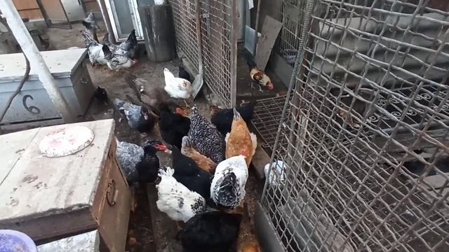 МОЖНО ЛИ ДАВАТЬ КУРАМ ХЛЕБ ?. смотреть онлайн