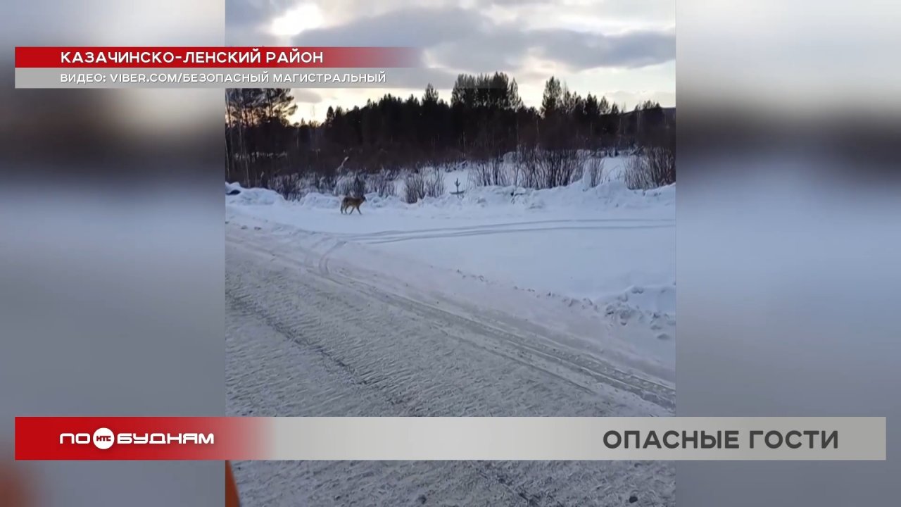 Стая волков нападает на собак в Казачинско-Ленском районе
