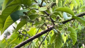 Food Forest Biology, Rare Anthuriums, Ripe Garcinia Fruit