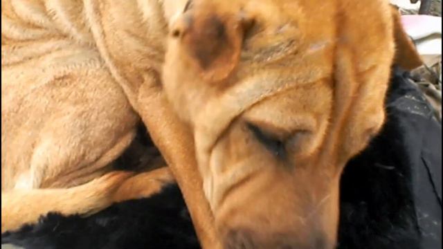 Укрытие Шарпейки подготовка к холодам смотреть онлайн