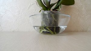 Орхидея уход как поливать орхидею - Комнатная орхидея - Домашние растения