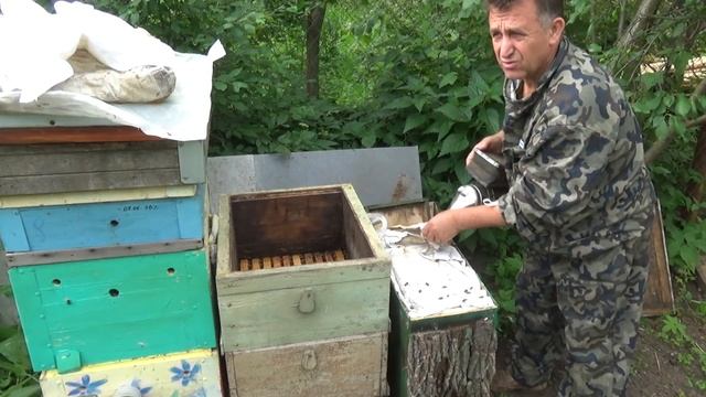 ОГРОМНЫЙ РОЙ первак, с сосны в ЛОВУШКУ смотреть онлайн