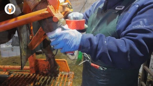 Терапевтическая обработка копыт | Поражение белой линии | Hoof trimming смотреть онлайн