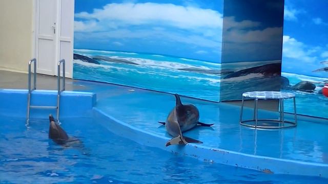 Голубицкая.Дельфинарий смотреть онлайн