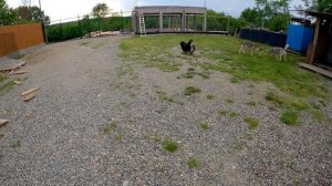 ЩЕНОК ПИТБУЛЯ ВСТАЛ НА ЗАЩИТУ СВОЕЙ ТЕРРИТОРИИ ГАВКАЕТ И ГРОЗНО РЫЧИТ !!! БЕССТРАШНЫЙ ПИТБУЛЬ ХАЛК.