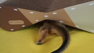 Абиссинский котенок 2 месяца