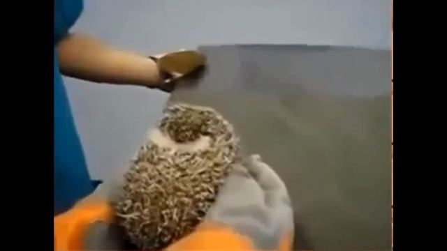 Ёжик Заорал У Ветеринара (Смех До СЛЁЗ) смотреть онлайн