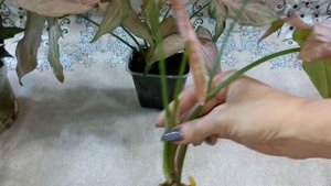 СИНГОНИУМЫ?Регина Ред?Спир Поинт?Неон?Пересадка?Состав грунта?Размножение?Формирование растений?