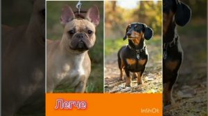 Французский бульдог VS такса. Кто же победит? Схватка маленьких пород